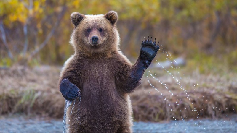 Действия медведя во сне