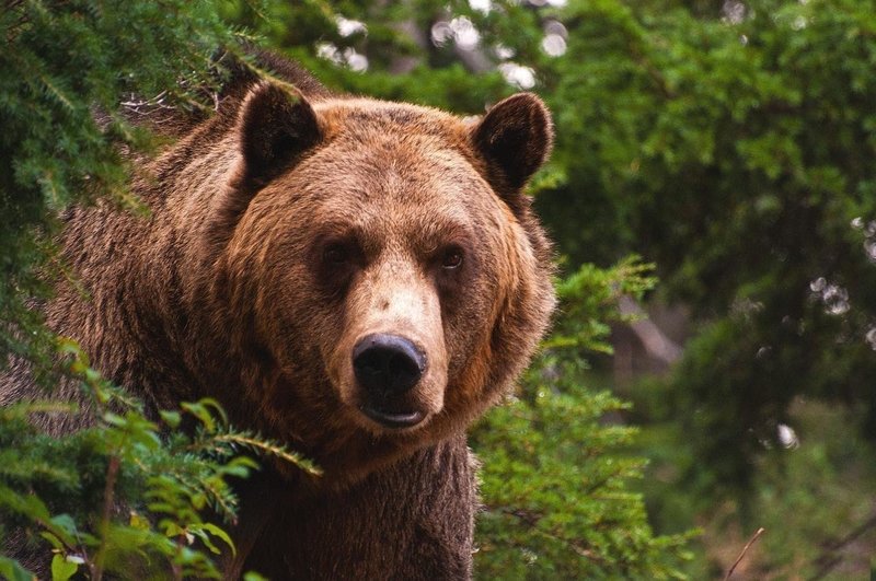 Образ медведя во сне