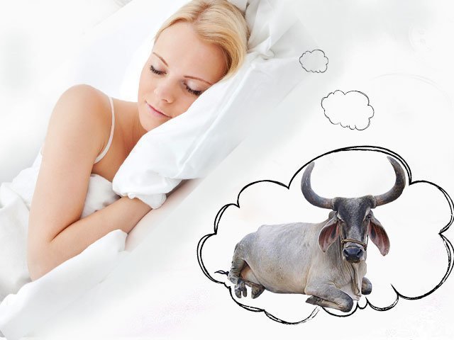 Сон про быка