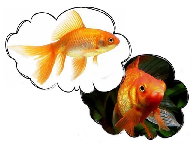 К чему снятся золотые рыбки в чистой воде thumbnail