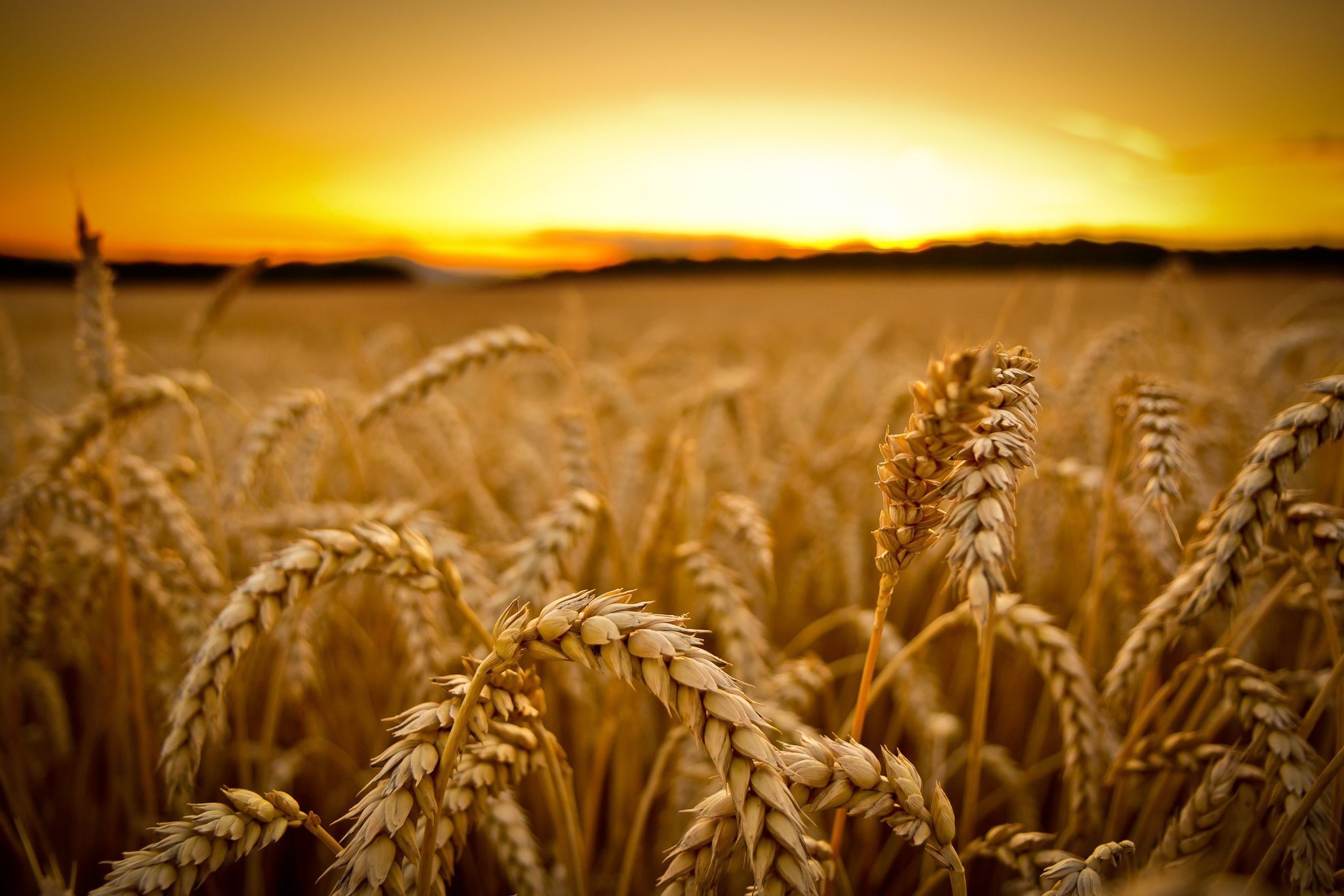 Заговор от чирья на колосья пшеницы