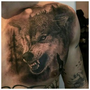 Волк скалится - тату на мужской груди