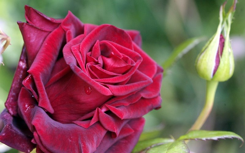 Красивый цветок розы