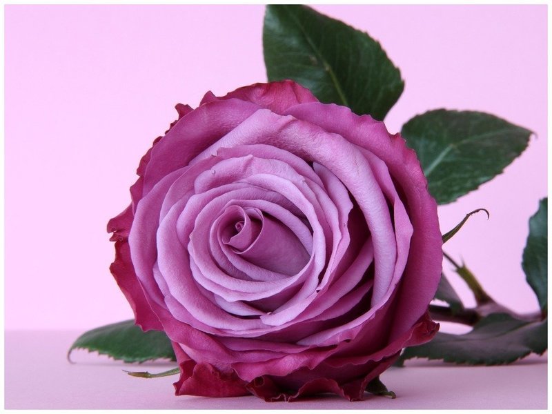 Роза в фиолетовых оттенках 