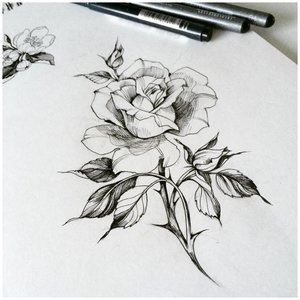 Эскиз розы для тату