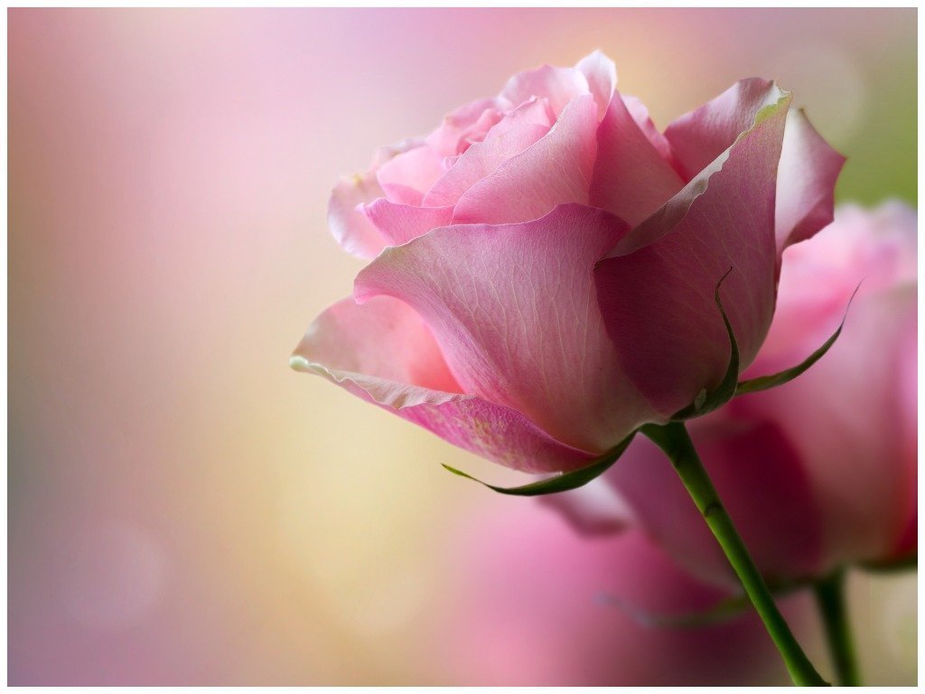 Фото Красивых Роз Высокого Качества