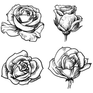 4 красивые розы эскиз для тату 
