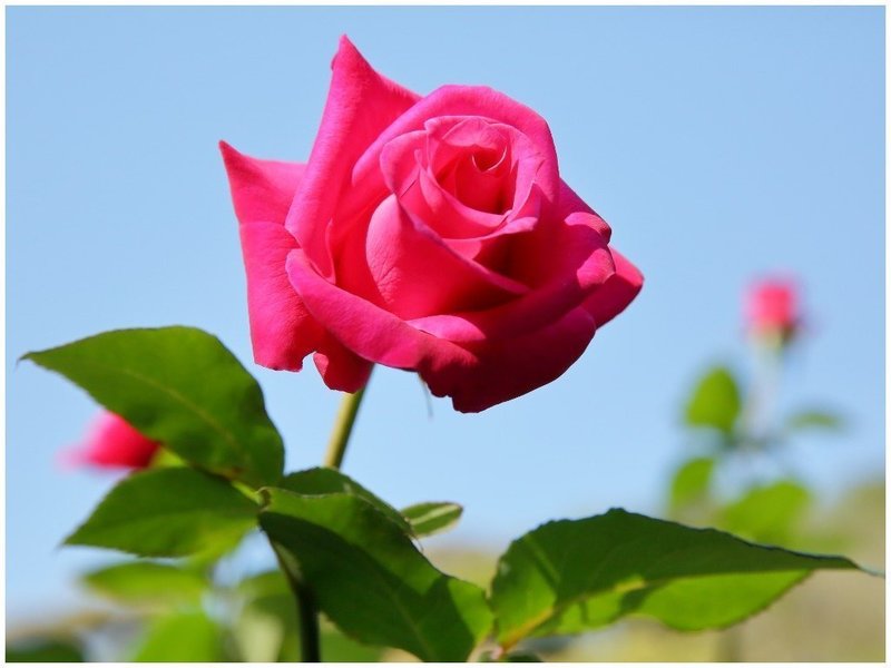 Нежный цветок розы