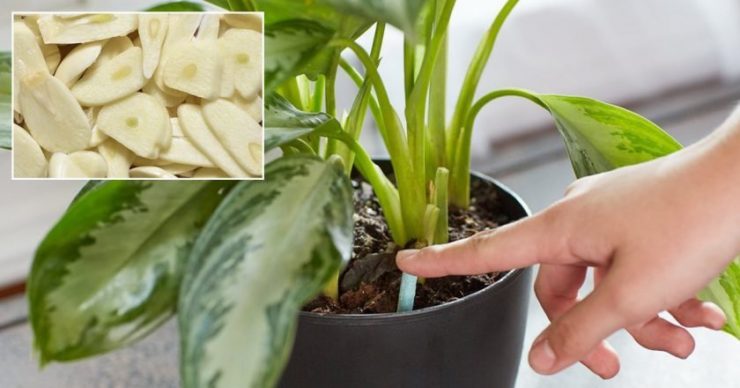 Как избавиться от паразитов в растении с помощью чеснока