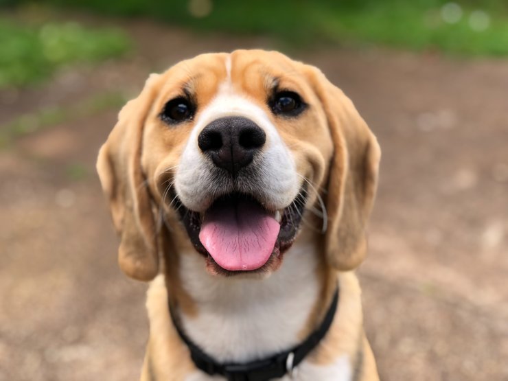 Фото собаки с языком