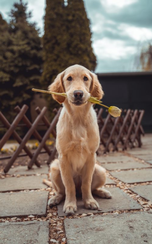 Собака с цветком в зубах фото
