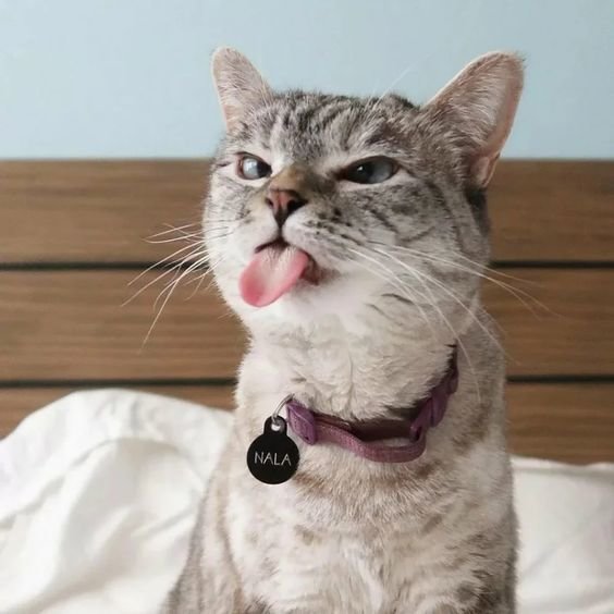 Прикольный котик с языком фото