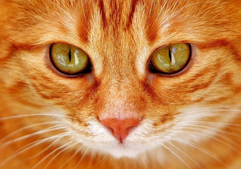 Фото рыжего кота