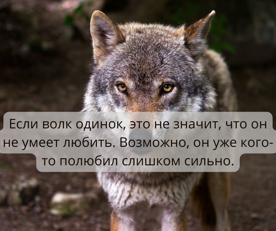 Волк цитаты. Цитаты волка про пацанов. Волк одиночка 18. Статус кто.