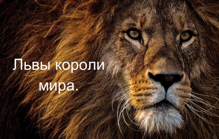 Статусы львы короли жизни в Контакте