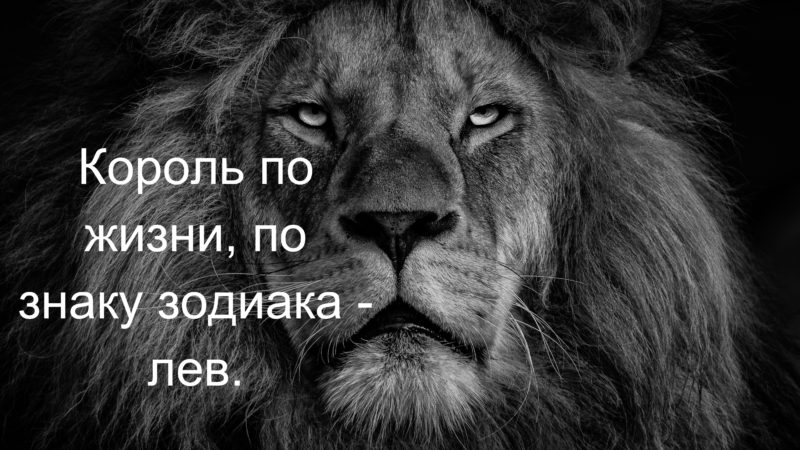 Статусы про львов