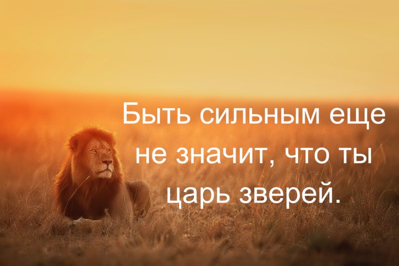 Львы короли жизни в Контакте