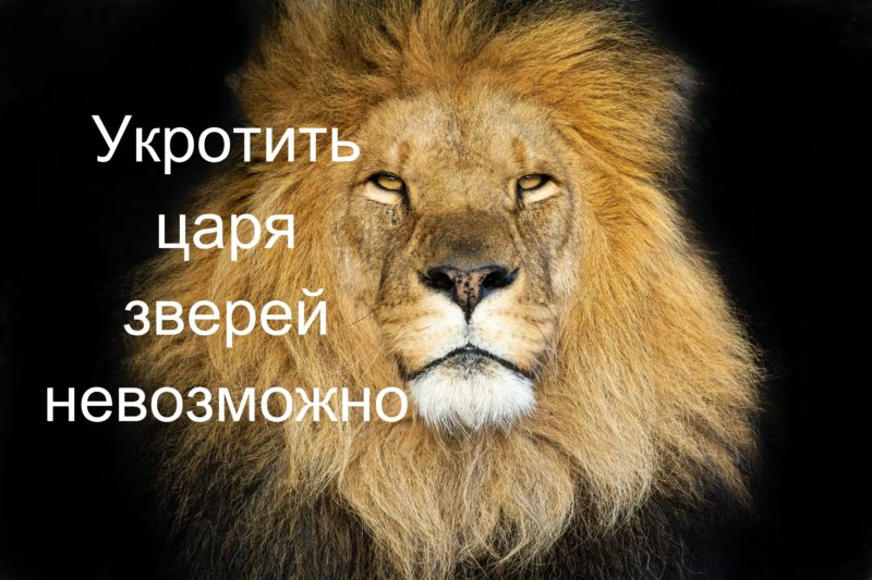 Цитаты про львов
