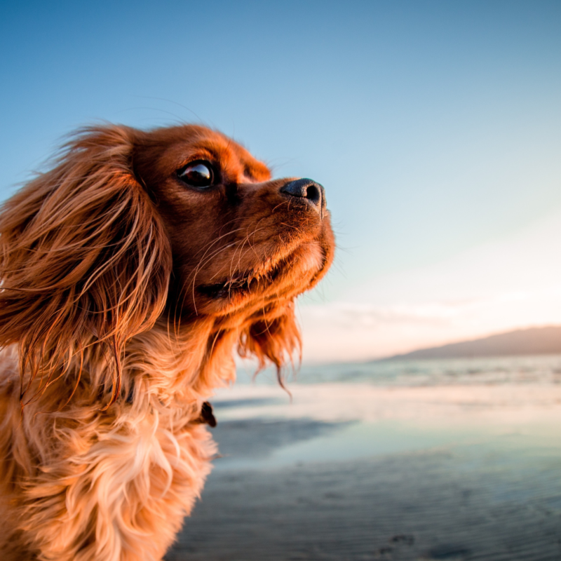 Прикольная собака фото на море