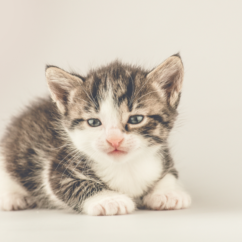 Самые милые котята: ТОП 100 фото