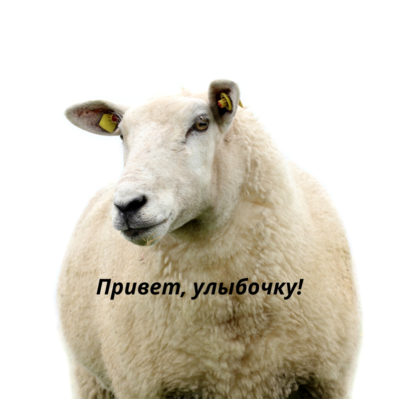 Привет картинка с овцой