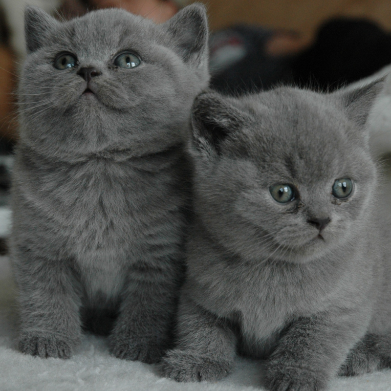 Два серых шотландских котенка