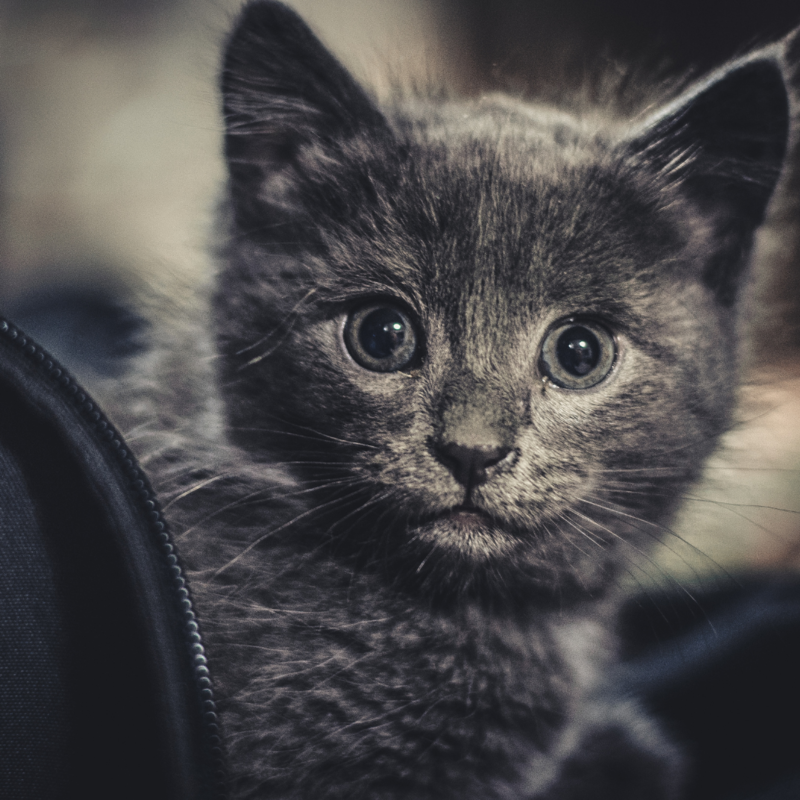 Крошечный котик серого окраса