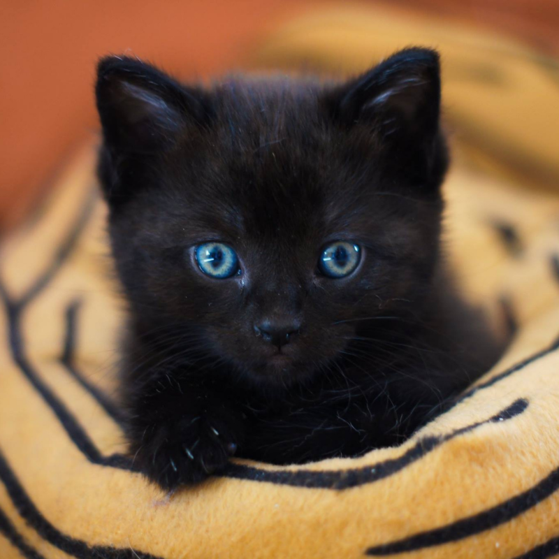 Черный котик с голубыми глазами