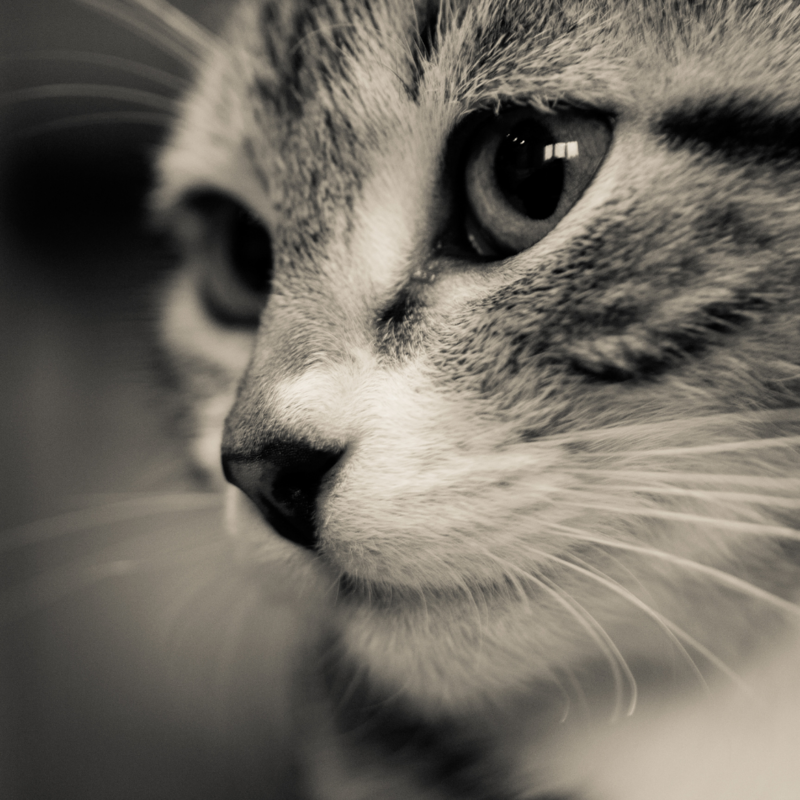Котенок фото портрет