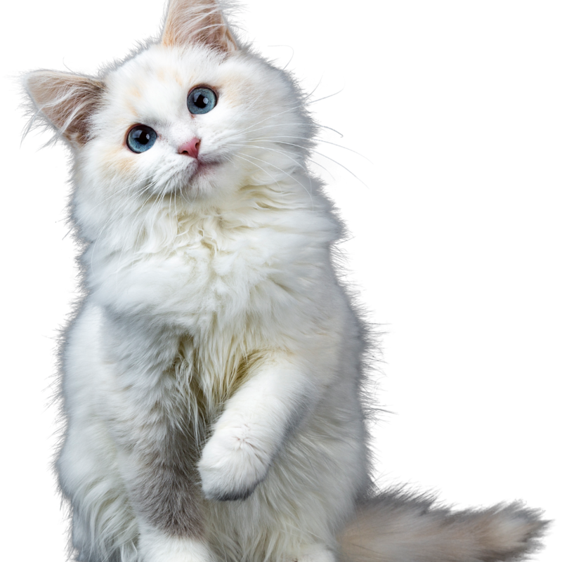 Котенок белый фото портрет