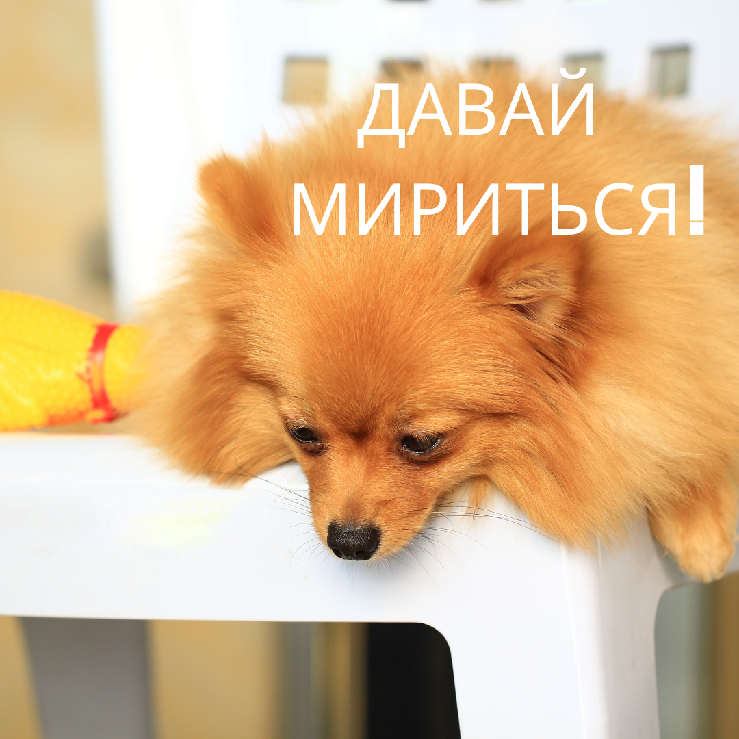 Давай мириться картинки прикольные
