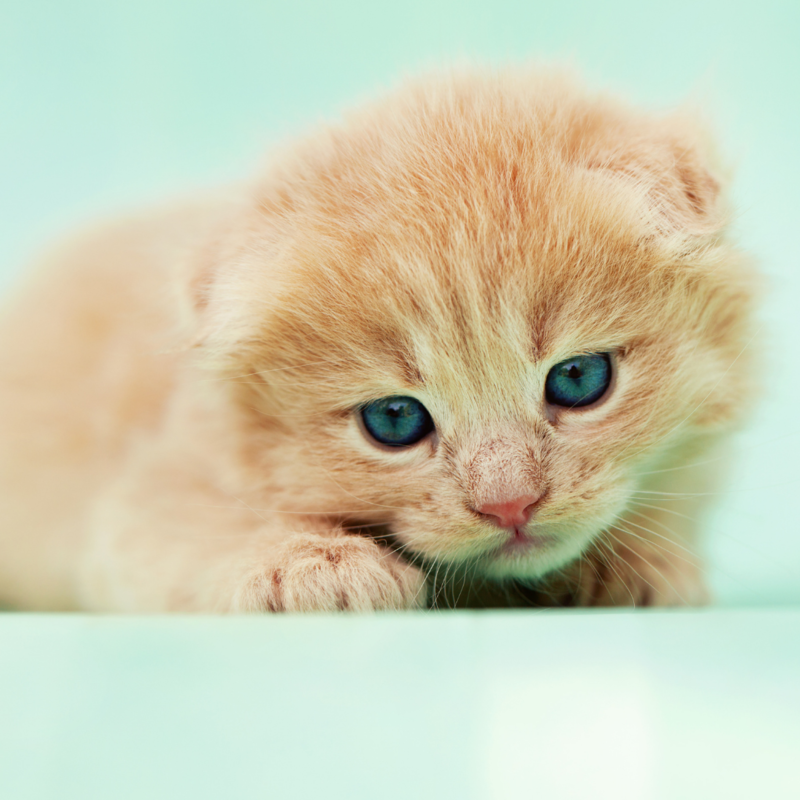 Милый рыжий котик фото