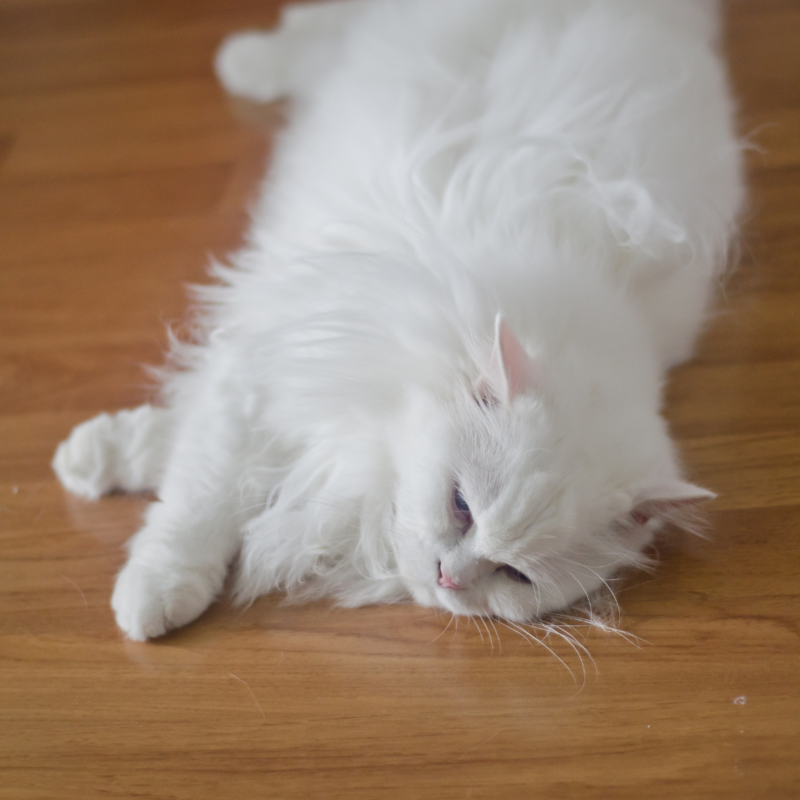 Белая пушистая кошка