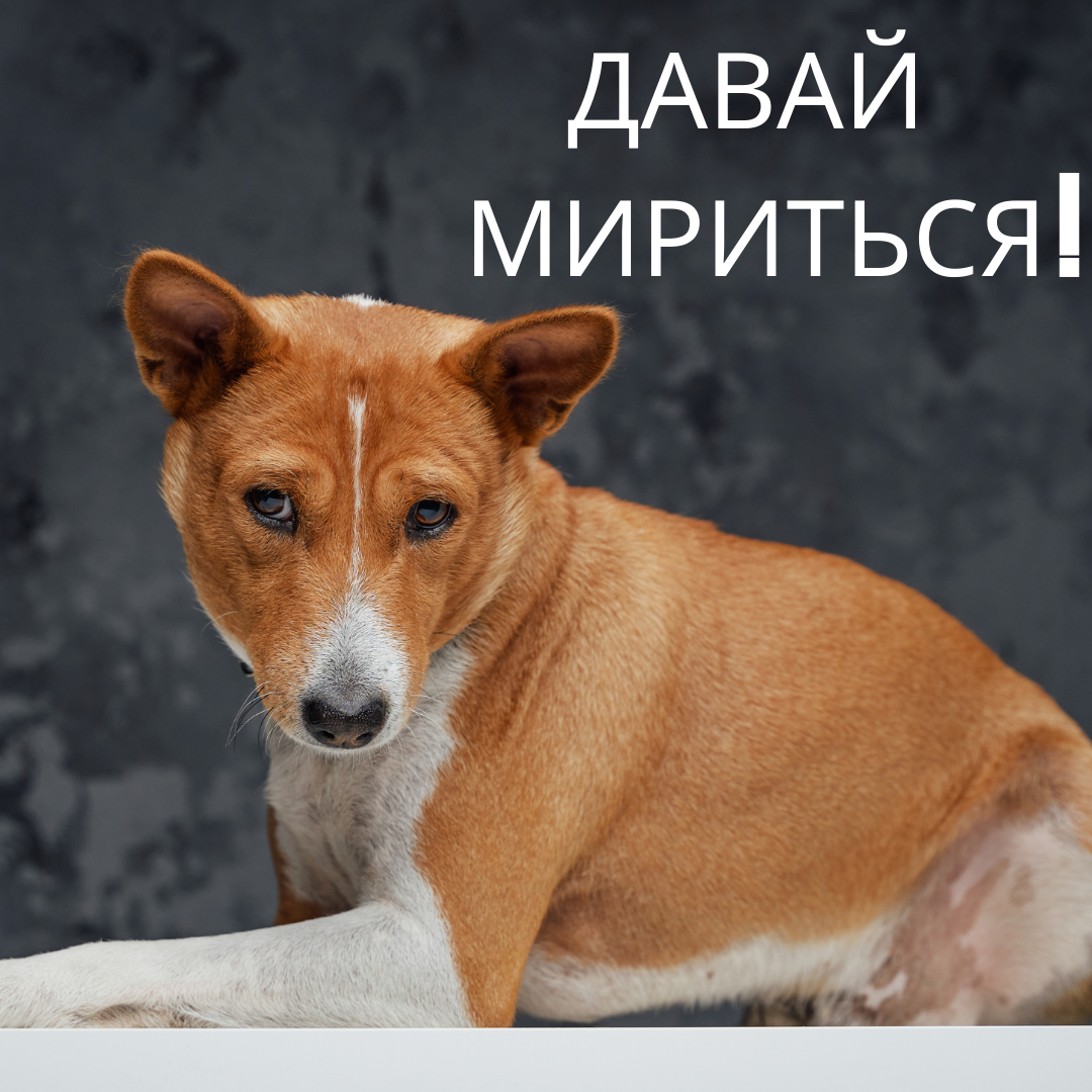Давай мириться картинки прикольные