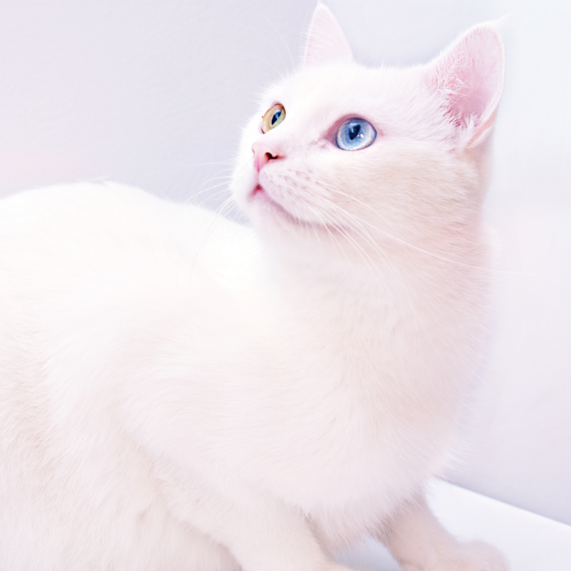 Красивый белый котик фото