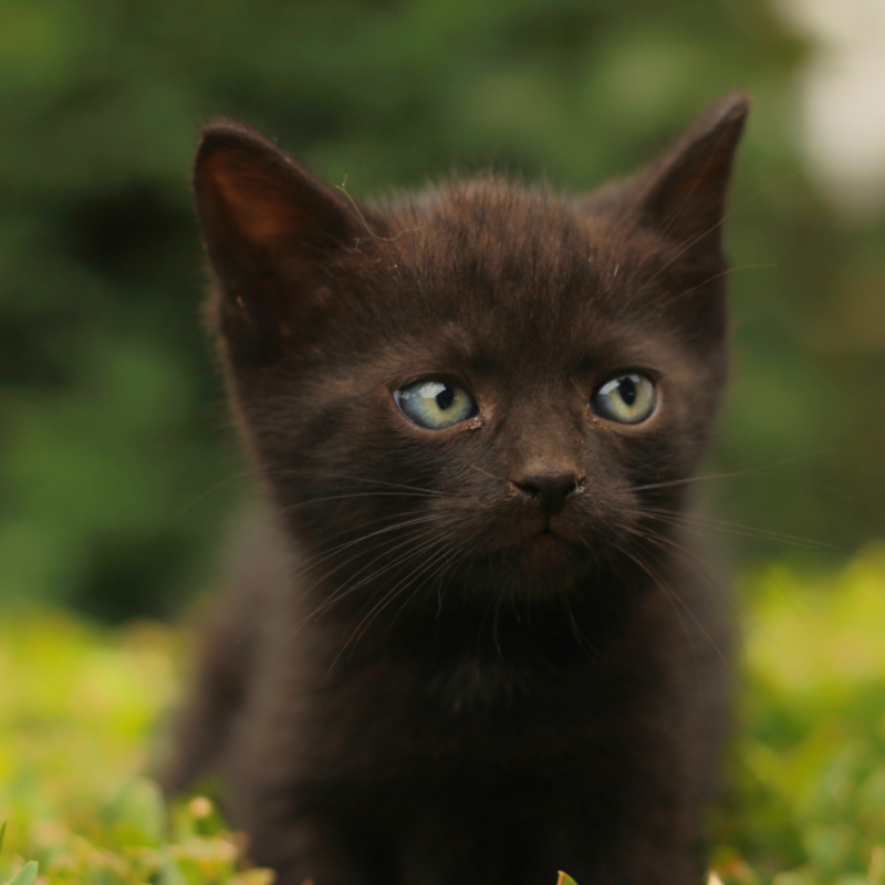 Маленький темно-коричневый котик