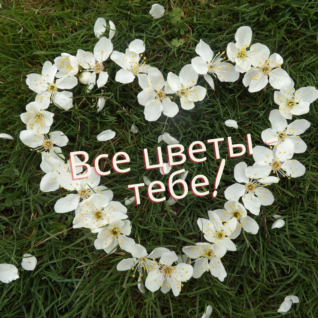 Эти цветы для тебя картинки