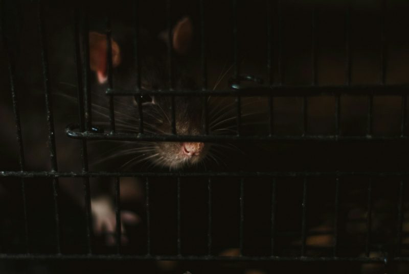 крыса в клетке