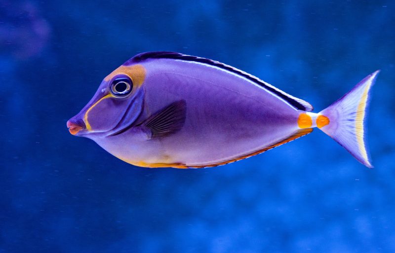 фиолетовая рыбка