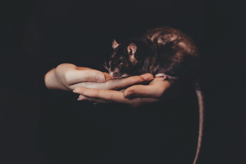 держать крысу в руке