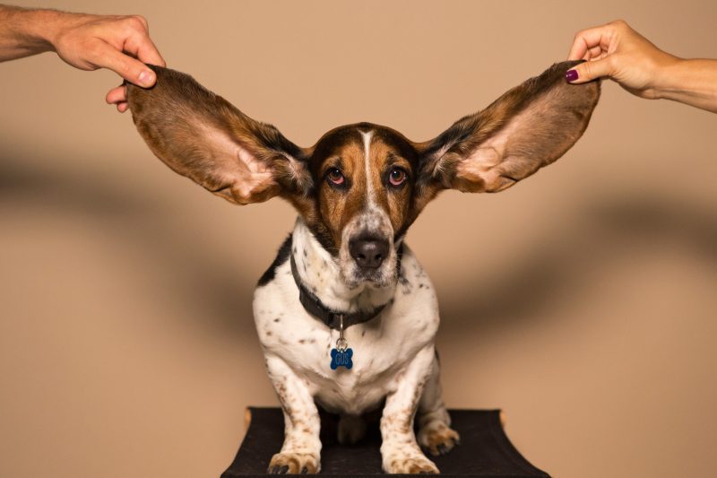 Собака с длинными ушами
