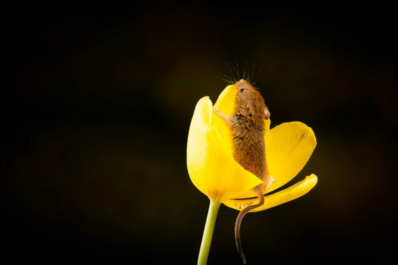 мышонок в цветке