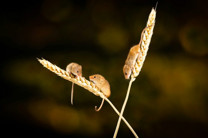 грызуны едят пшеницу