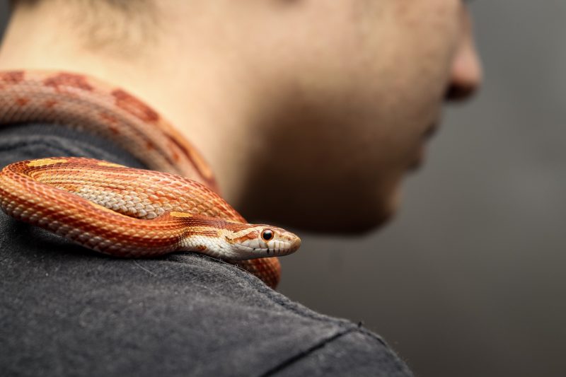 Змея на шее