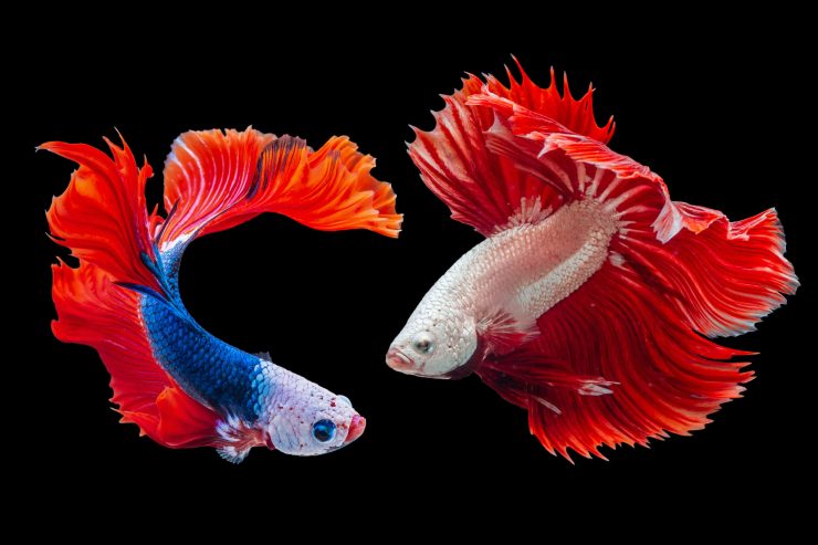 Две яркие рыбки