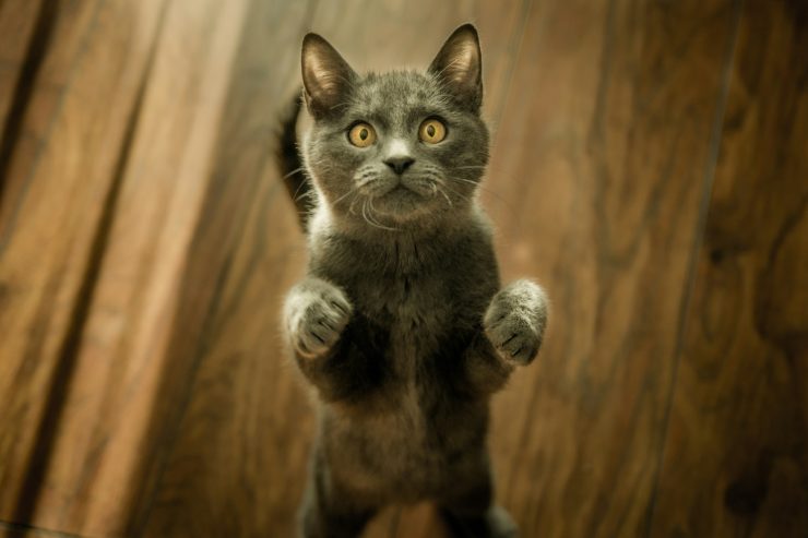 серый котик