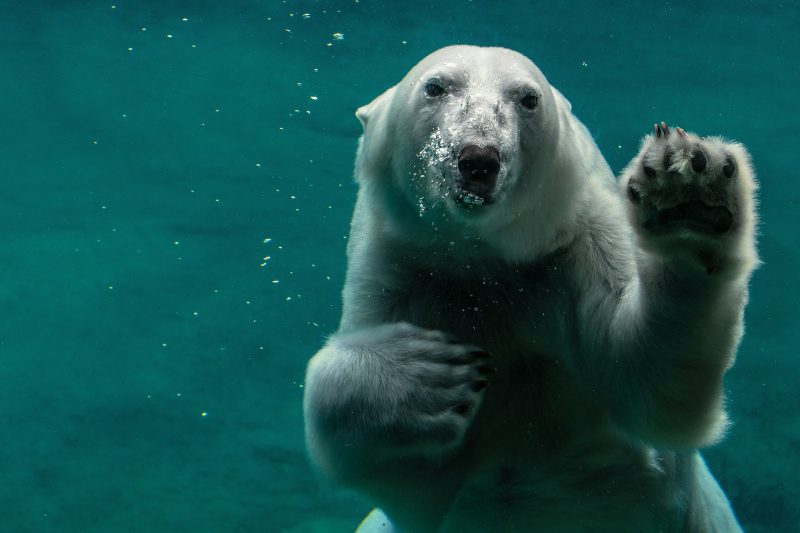 белый медведь под водой