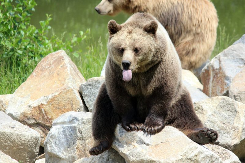медведь на скале