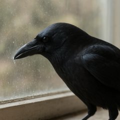 Примета: ворона клюёт стекло — старый знак и новые смыслы d0bfd180d0b8d0bcd0b5d182d0b0-d0b2d0bed180d0bed0bdd0b0-d0bad0bbd18ed191d182-d181d182d0b5d0bad0bbd0be-cgpt-1760112647